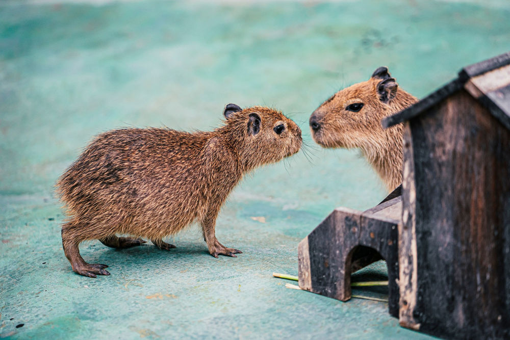 Không gian tại Puppy Farm